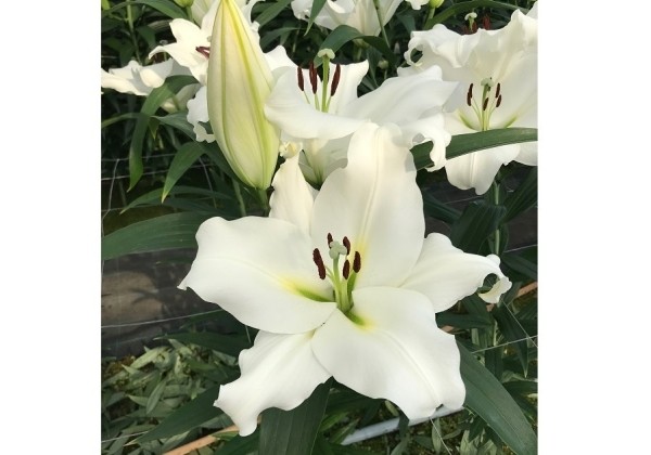 Lilium OT Sempione