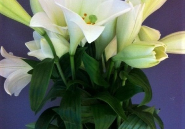 Lilium LF Watch Up
