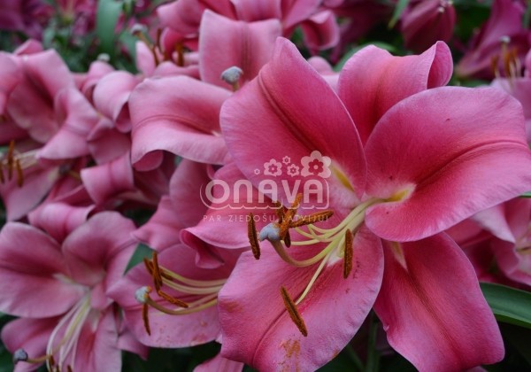 Lilium OT Carbonero
