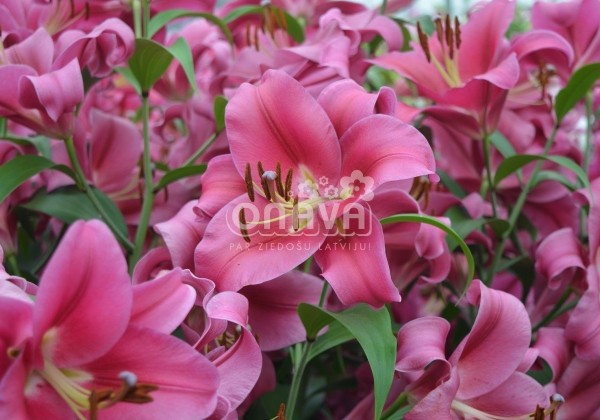Lilium OT Carbonero