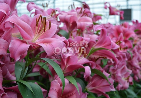 Lilium OT Carbonero