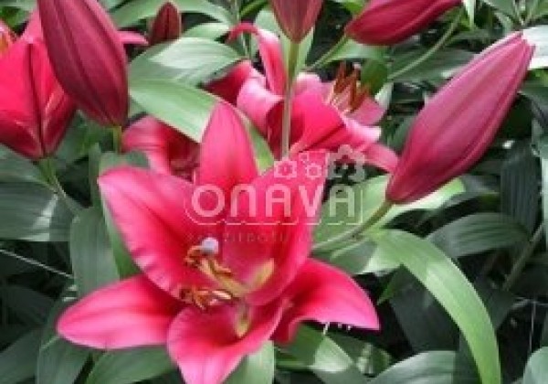 Lilium OT Carbonero