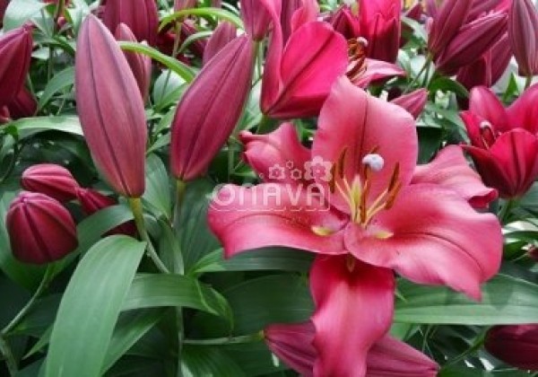 Lilium OT Carbonero
