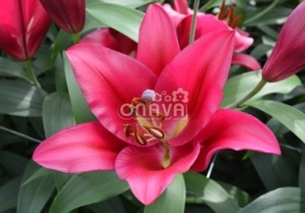 Lilium OT Carbonero