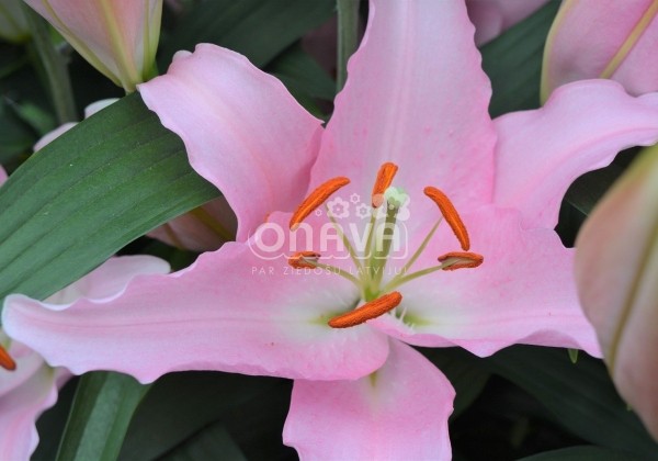 Lilium OR Catone