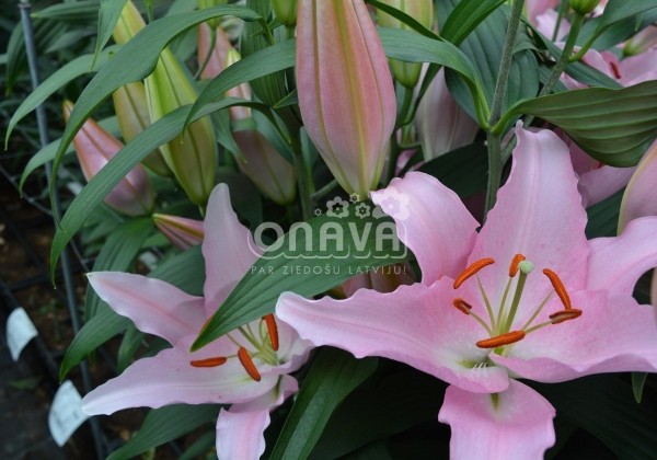 Lilium OR Catone