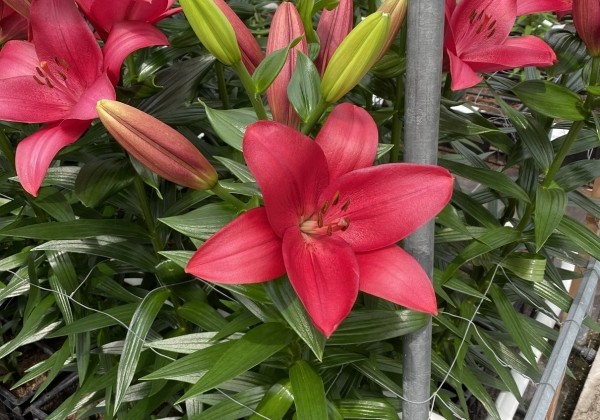 Lilium LA Houston