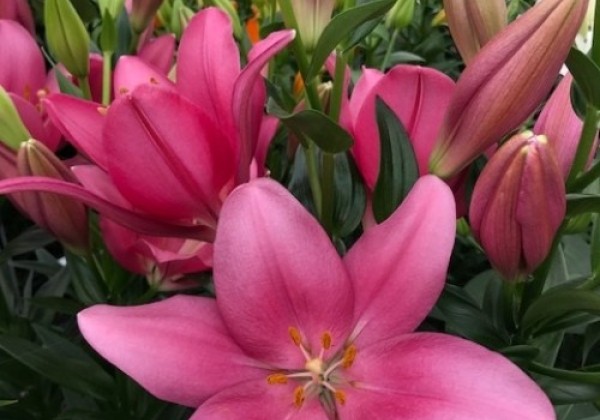 Lilium LA Lively
