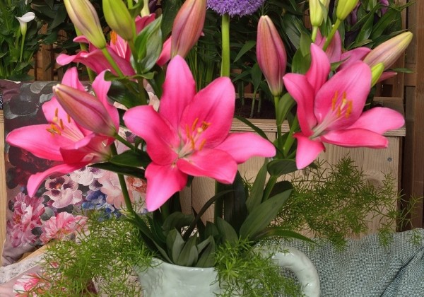 Lilium LA Lively