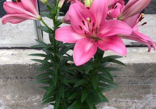Lilium LA (podu) Summer Silk