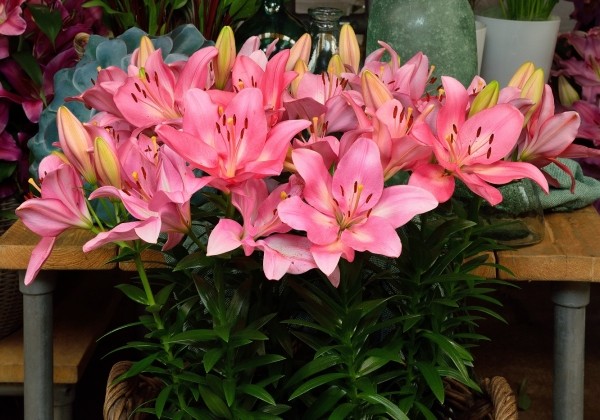Lilium LA (podu) Summer Silk