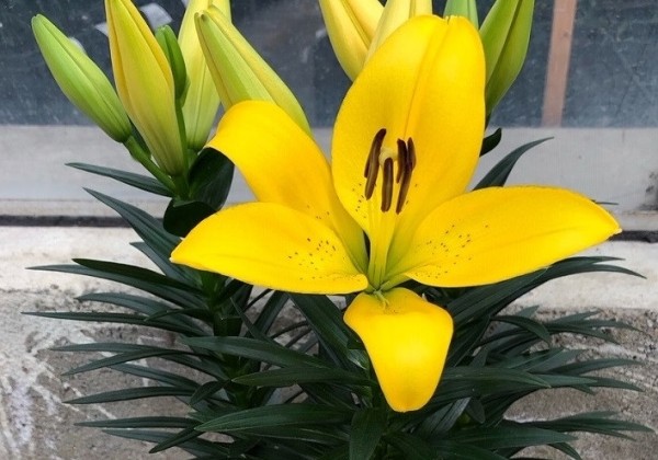Lilium LA (podu) Summer Sun