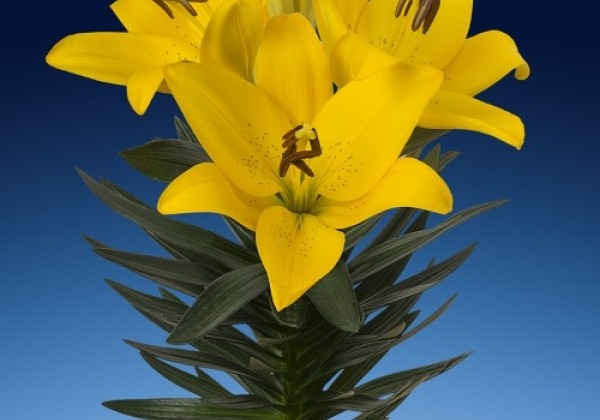 Lilium LA (podu) Summer Sun