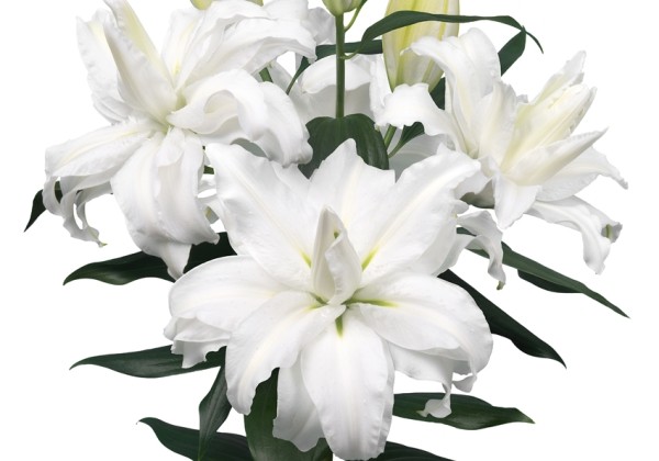 Lilium OR Roselily Edsilia