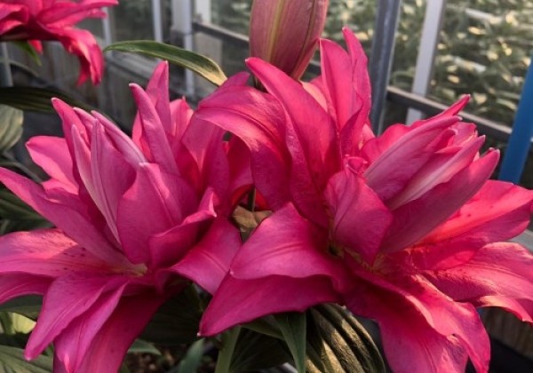 Lilium OR Roselily Floretta