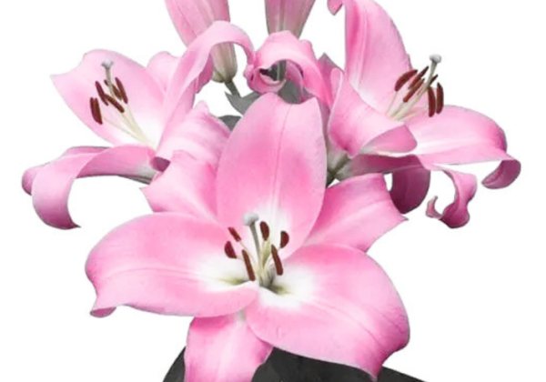 Lilium OT Dreamgirl