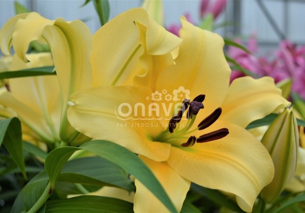 Lilium OT Shine On
