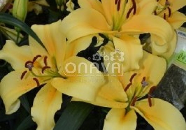 Lilium OT Shine On