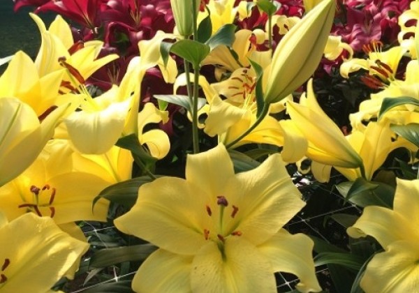 Lilium OT Eldoret