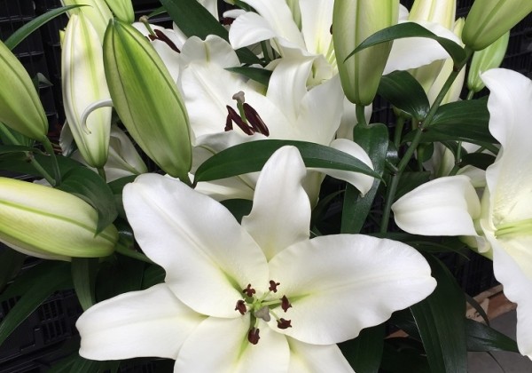 Lilium OT Monte Bianco