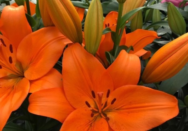 Lilium LA Cortona