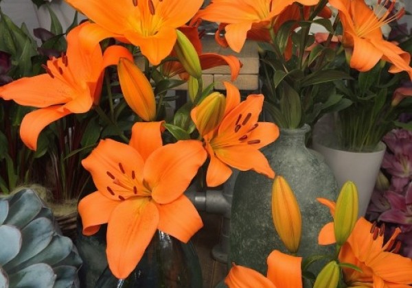 Lilium LA Cortona