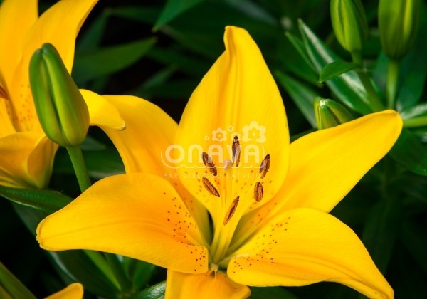 Lilium AZ (podu) Tiny Bee