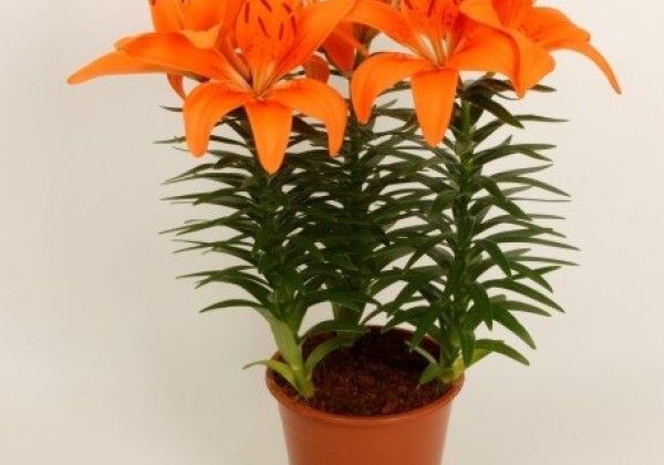 Lilium AZ (podu) Tiny Invader