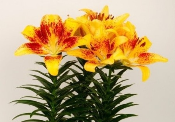 Lilium AZ (podu) Tiny Nugget
