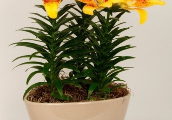 Lilium AZ (podu) Tiny Nugget