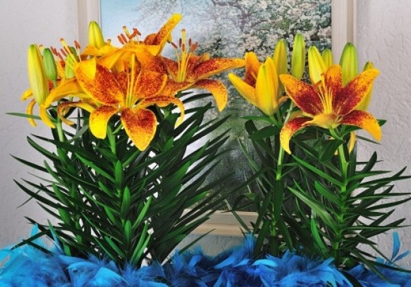 Lilium AZ (podu) Tiny Parrot