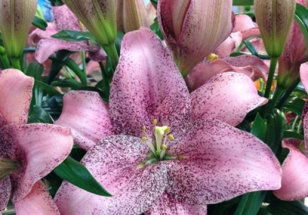 Lilium LA Sweet Sugar