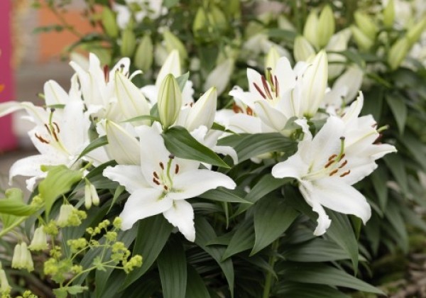 Lilium OR (podu) Sunny Bahamas