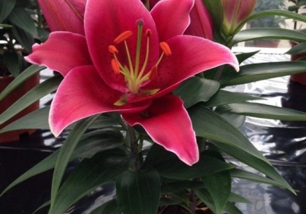 Lilium OR (podu) Sunny Keys