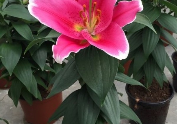 Lilium OR (podu) Sunny Robyn