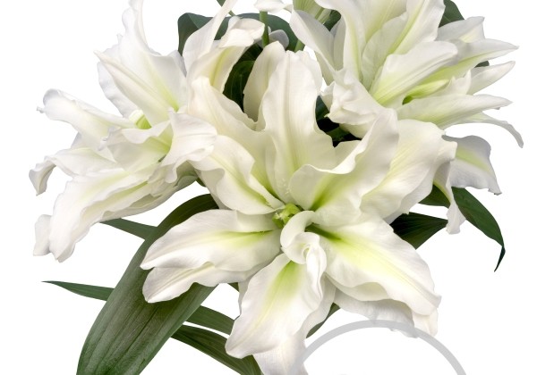 Lilium OR Roselily Aisha