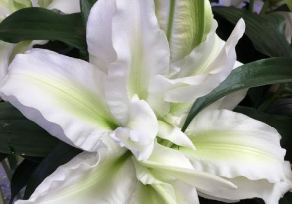 Lilium OR Roselily Aisha