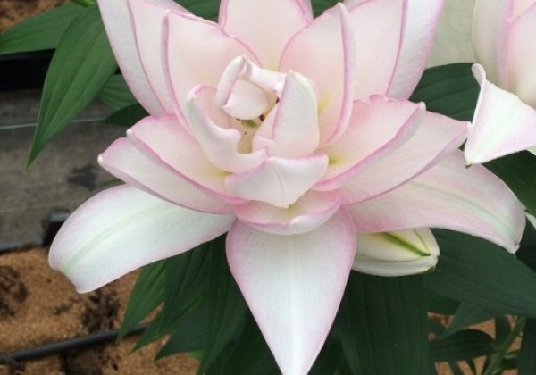 Lilium OR Roselily Anouska