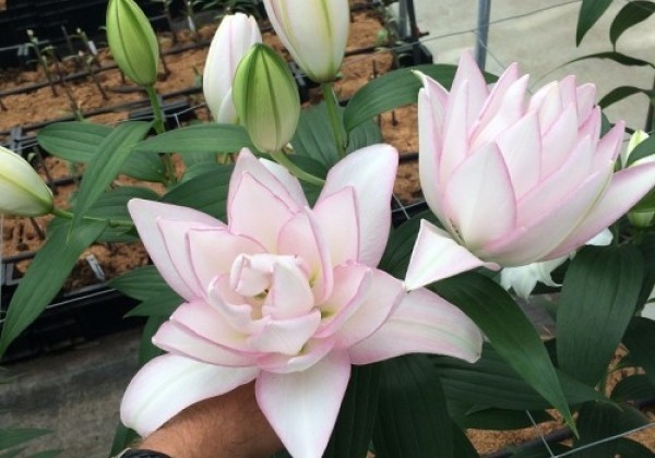 Lilium OR Roselily Anouska