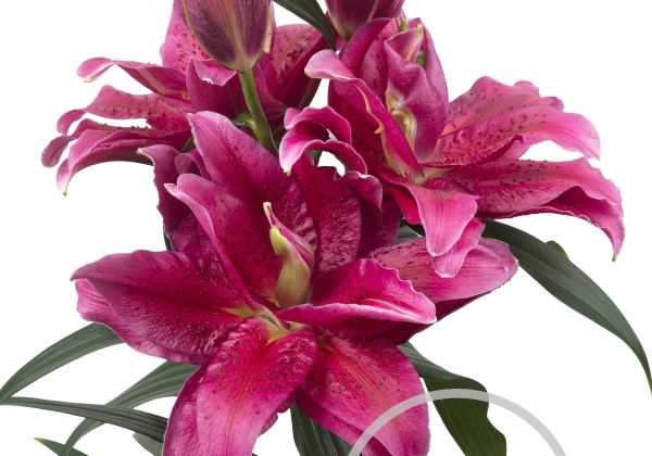 Lilium OR Roselily Dalinda