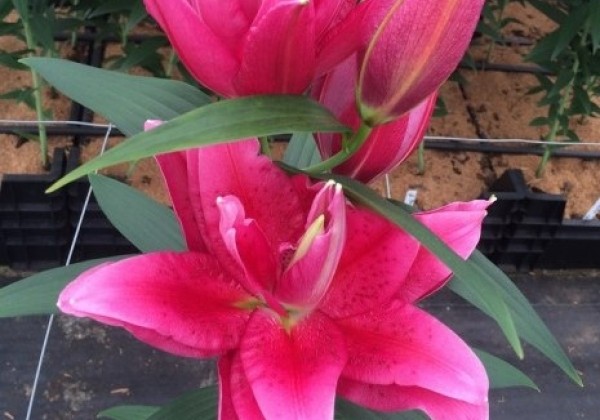Lilium OR Roselily Dalinda