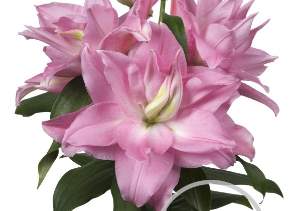 Lilium OR Roselily Editha