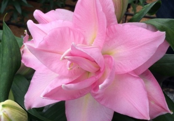 Lilium OR Roselily Editha