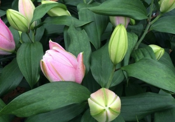 Lilium OR Roselily Editha