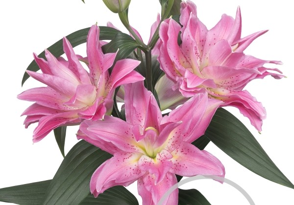 Lilium OR Roselily Patricia