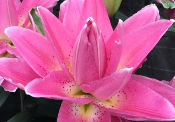 Lilium OR Roselily Patricia