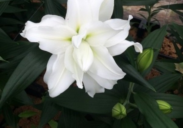 Lilium OR Roselily Ramona