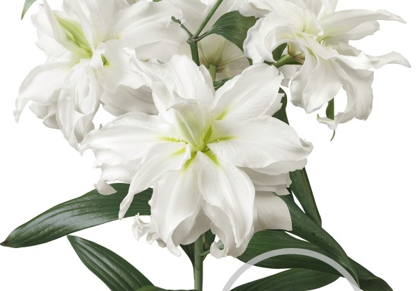 Lilium OR Roselily Ramona