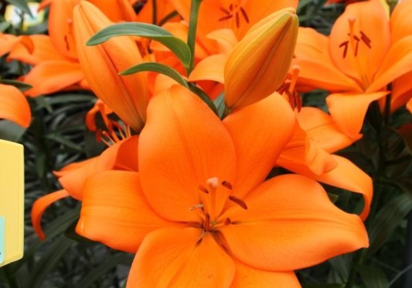 Lilium LA Idaho