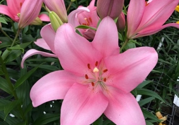Lilium LA Paciano